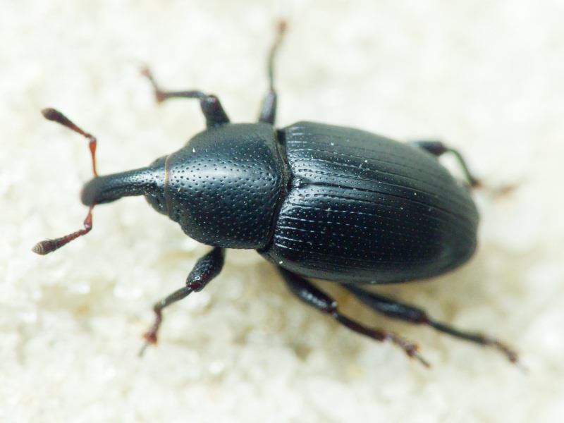 Malvaevora timida (Rossi, 1792)